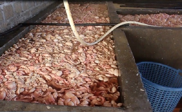 Bát giữ hơn 20 tấn lòng lợn bẩn ngâm hoá chất tại Quảng Ninh