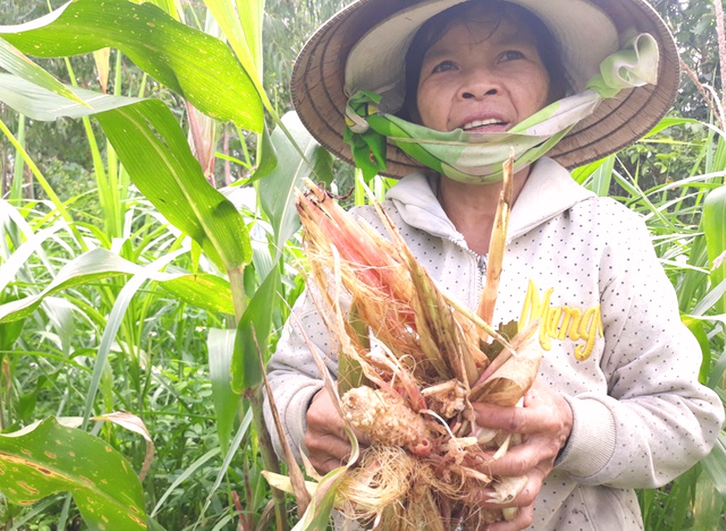 Quảng Ngãi: Hàng trăm con khỉ “đỗ bộ” xuống núi tàn phá hoa màu của người dân - Hình 1