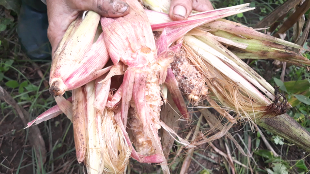Quảng Ngãi: Hàng trăm con khỉ “đỗ bộ” xuống núi tàn phá hoa màu của người dân - Hình 2