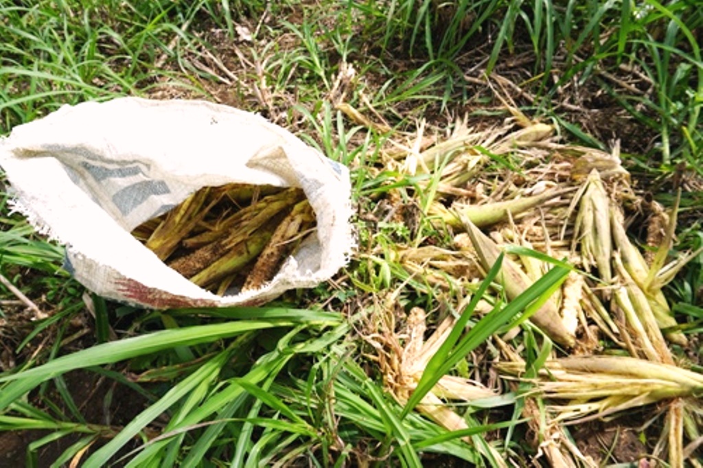 Quảng Ngãi: Hàng trăm con khỉ “đỗ bộ” xuống núi tàn phá hoa màu của người dân - Hình 3