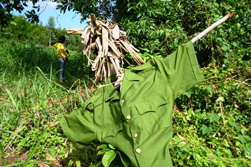 Quảng Ngãi: Hàng trăm con khỉ “đỗ bộ” xuống núi tàn phá hoa màu của người dân - Hình 4