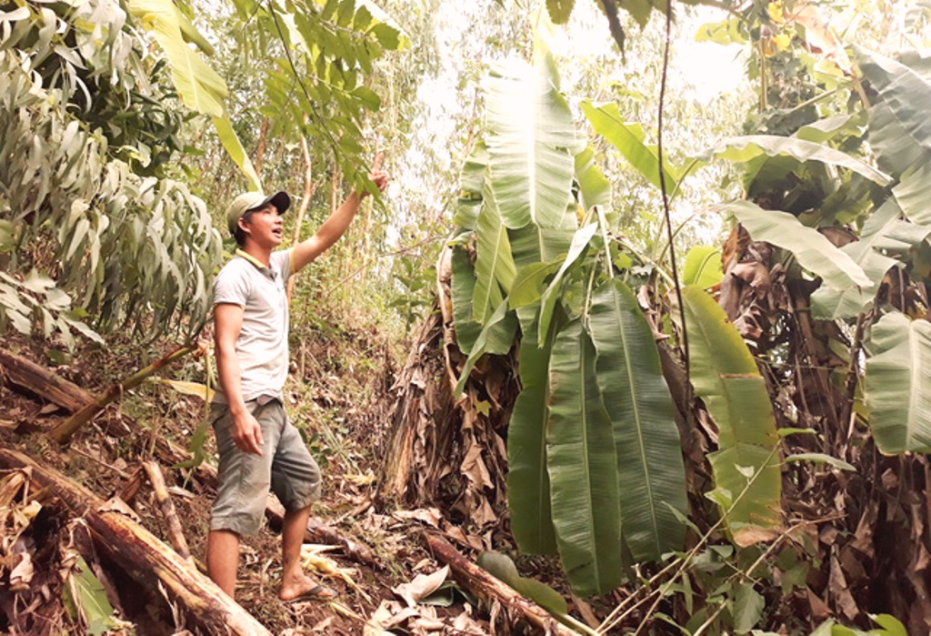 Quảng Ngãi: Hàng trăm con khỉ “đỗ bộ” xuống núi tàn phá hoa màu của người dân - Hình 5