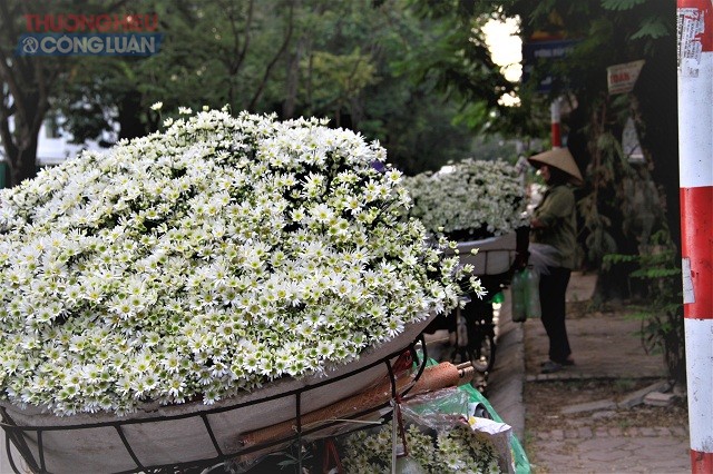 Hà Nội: Giới trẻ mê mẩn, hào hứng “khoe sắc” bên Cúc họa mi - Hình 2