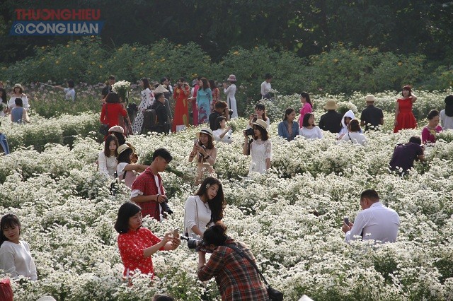 Hà Nội: Giới trẻ mê mẩn, hào hứng “khoe sắc” bên Cúc họa mi - Hình 1
