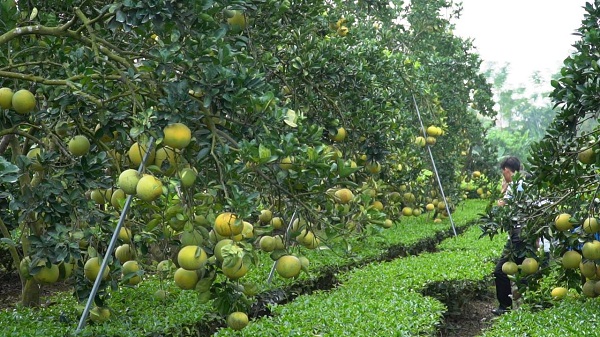 Thăm mô hình trồng bưởi Diễn xen canh cây chè trên đất sữa Ba Vì