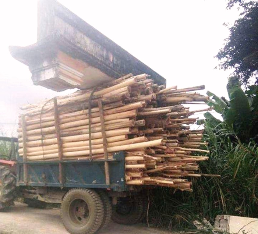 Quảng Nam: Xe chở gỗ keo chở luôn... cổng chào của làng