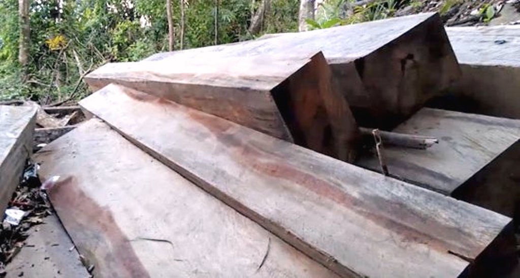 Quảng Nam: Rừng nguyên sinh đang “chảy máu”…? - Hình 1