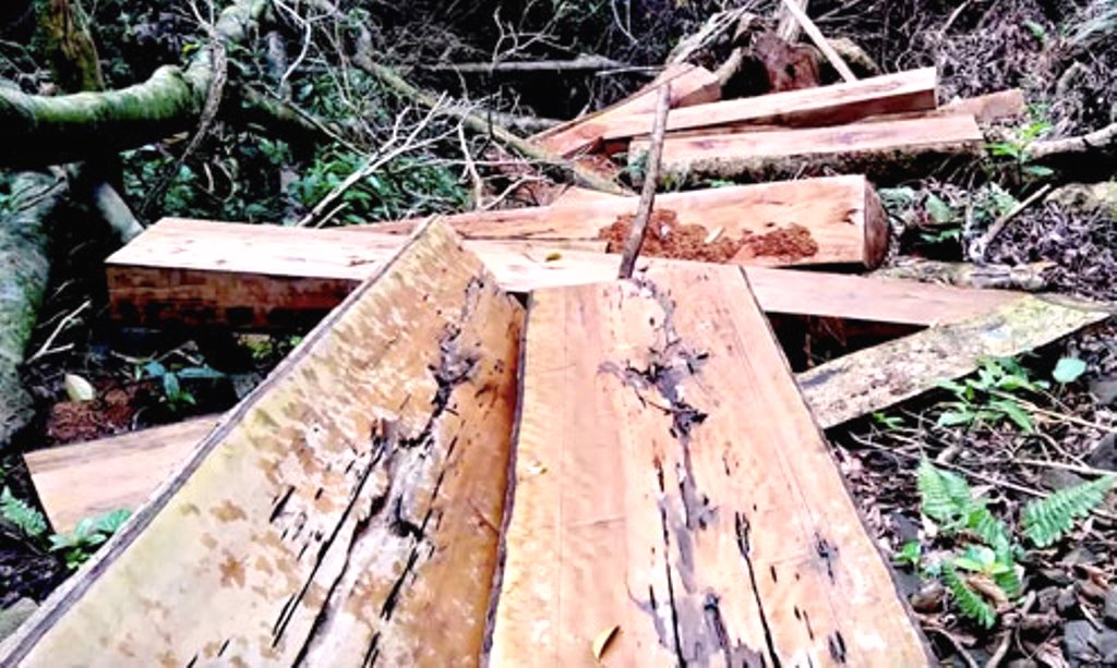 Quảng Nam: Rừng nguyên sinh đang “chảy máu”…? - Hình 3