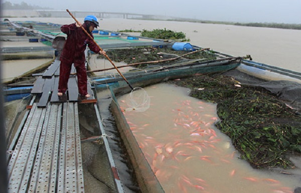Quảng Nam: 40 lồng cá bị nước lũ cuốn trôi - Hình 2