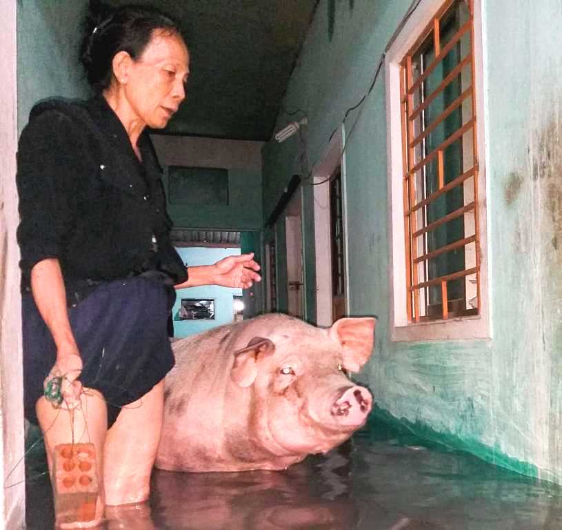 Quảng Nam: Mưa lũ làm 01 người mất tích, hàng nghìn hộ dân ngập chìm trong nước. - Hình 5