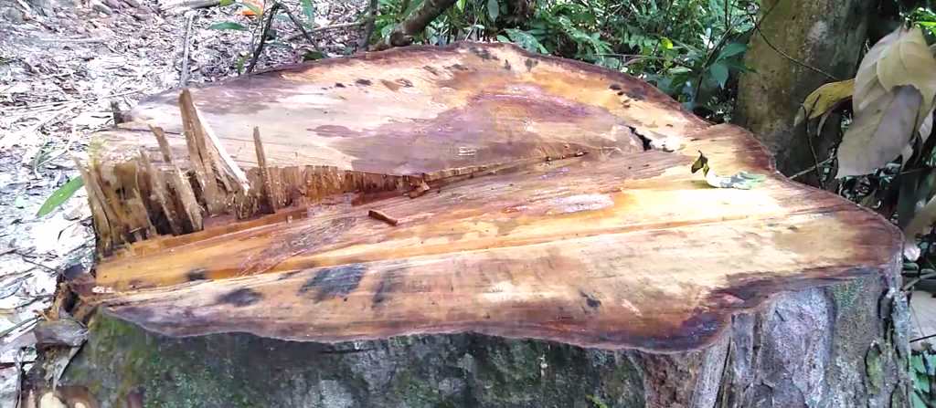 KonTum: Đình chỉ công tác 3 cán bộ để điều tra vụ phá rừng tại H. Kon Plông