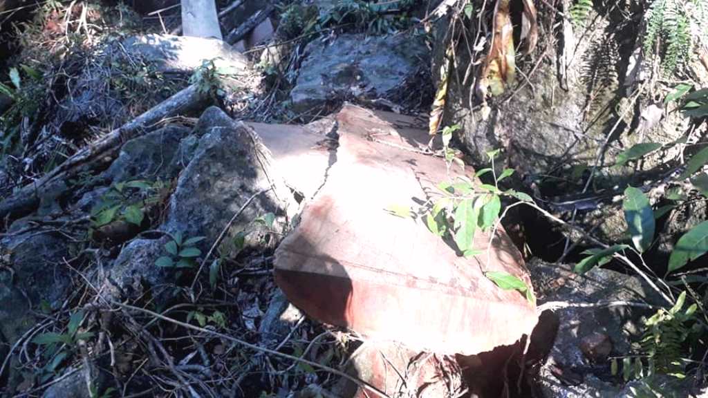 KonTum: Đình chỉ công tác 3 cán bộ để điều tra vụ phá rừng tại H. Kon Plông - Hình 2