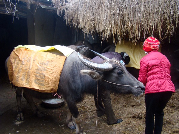 Các địa phương chủ động phòng chống rét cho vật nuôi