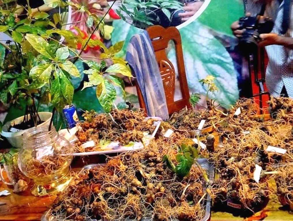 Quảng Nam: Bài toán khó về sâm Ngọc Linh giả