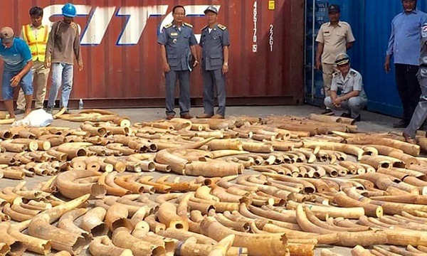 Tịch thu hơn 3 tấn ngà voi trong vụ buôn lậu tại Campuchia - Hình 1
