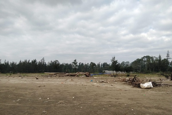Phường Quảng Vinh (TP. Sầm Sơn, Thanh Hóa): Hàng trăm ha rừng phi lao ven biển bị bức tử - Hình 2