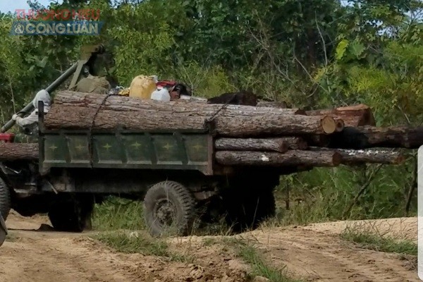 Phú Thiện (Gia Lai): Rầm rộ chở gỗ lậu qua trạm cửa rừng giữa ban ngày? - Hình 2