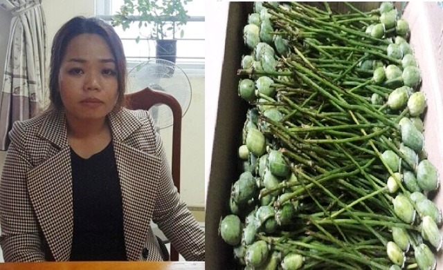 Hà Tĩnh: Bắt quả tang nữ quái tàng trữ 12kg quả thuốc phiện tươi