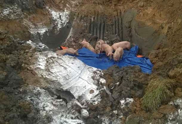 Hà Tĩnh: Tiêu hủy gần 100 con lợn bị lở mồm long móng - Hình 1