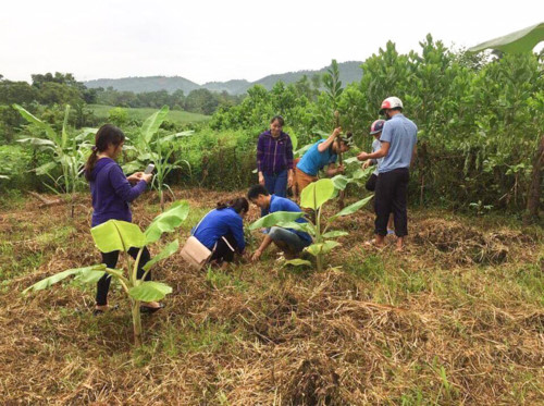 Chuyện về những giáo viên vượt hàng chục cây số trồng chuối giúp người dân thoát nghèo ở Nghệ An - Hình 1