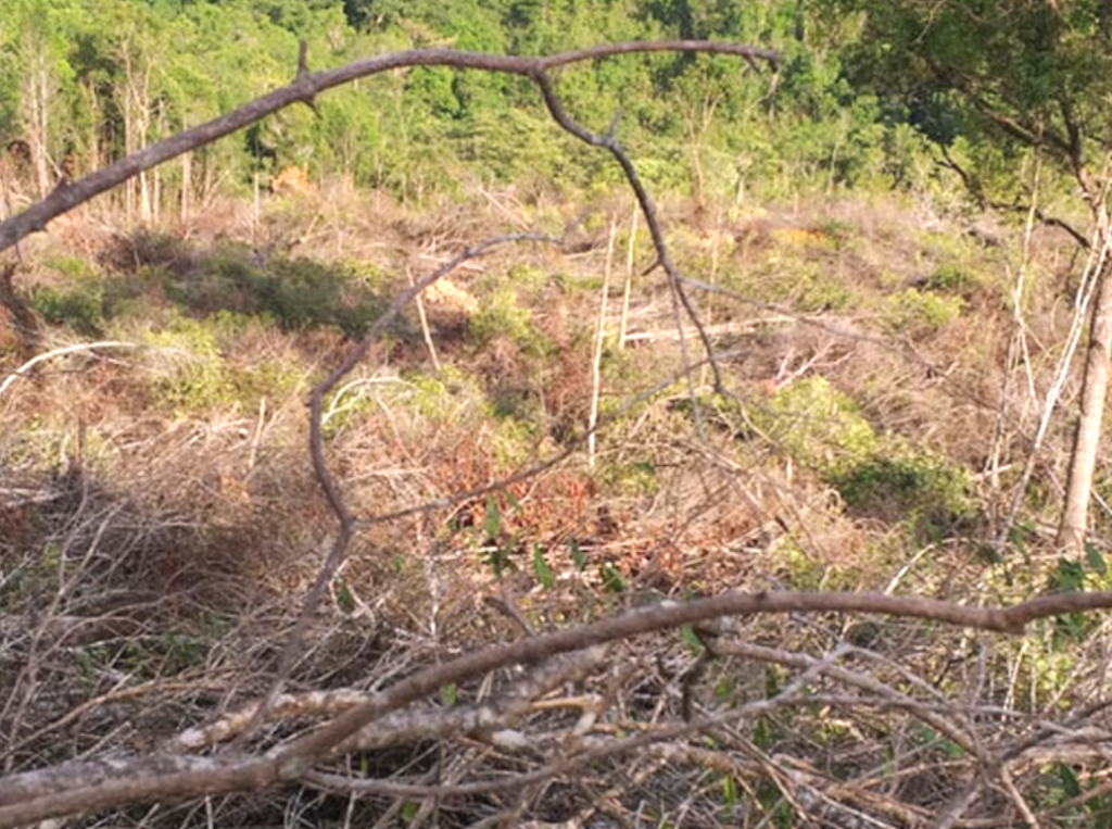 Gia Lai: Chỉ đạo xử lý nghiêm vụ doanh nghiệp thuê người phá rừng tại huyện Krông Pa. - Hình 1