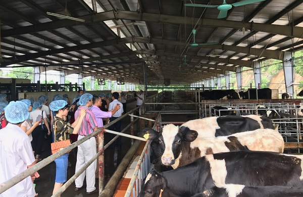 Hà Nội: Đồng bộ các giải pháp phòng chống bệnh lở mồm long móng gia súc