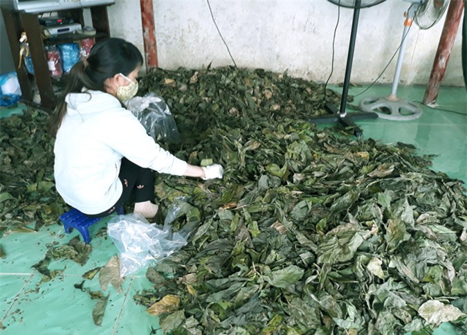 Cà Mau: Bất thường nhiều người dân đổ xô hái lá nhàu tươi đem bán - Hình 2