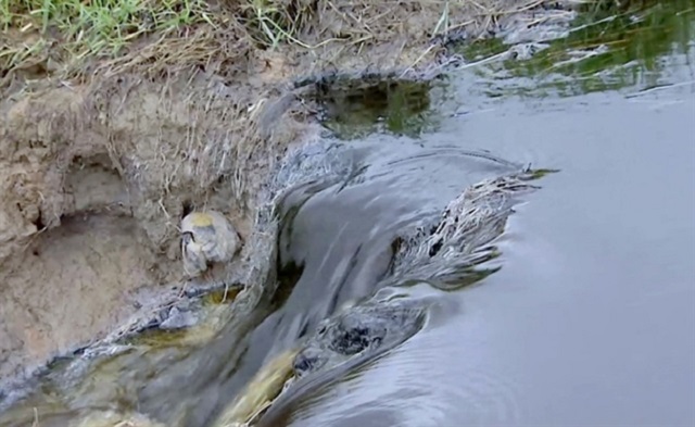 Phú Yên: Công ty Mía đường Tuy Hòa xả thải vượt chuẩn gây ô nhiễm môi trường