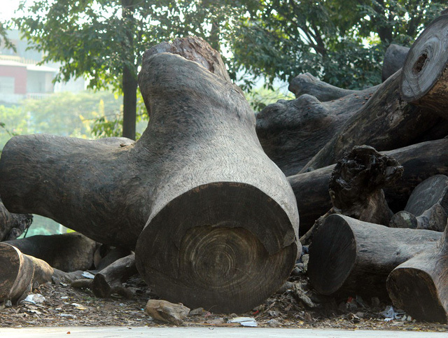 Năm 2018, xuất khẩu lâm sản đạt 9,308 tỷ USD, tăng 15,9% so cùng kỳ