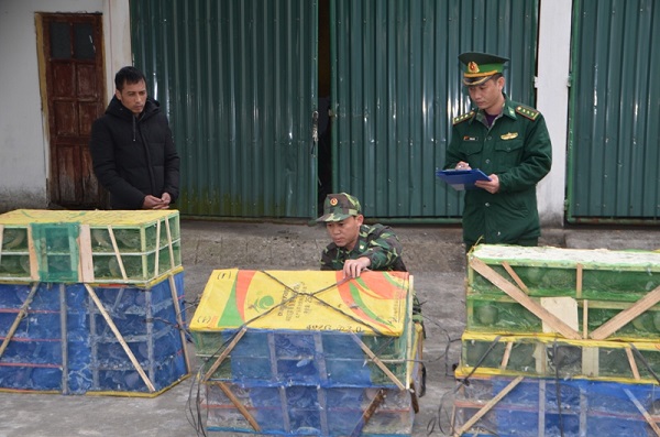 Quảng Ninh: Bắt đối tượng vận chuyển hơn 700 con gia cầm không rõ nguồn gốc - Hình 1