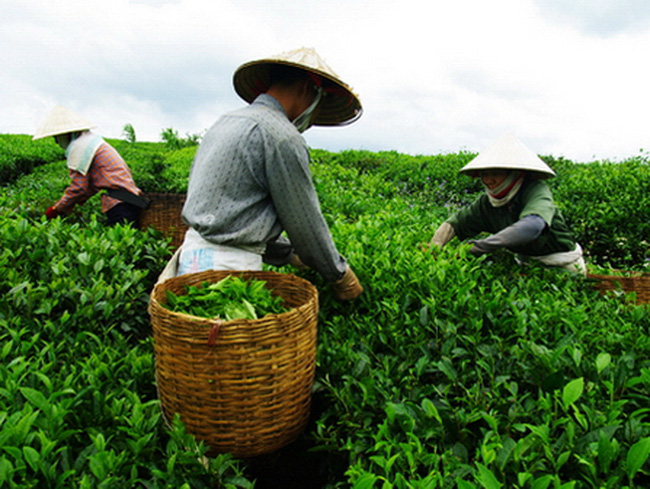 Năm 2019, xuất khẩu chè gặp khó khăn do cung vượt cầu trên thị trường thế giới