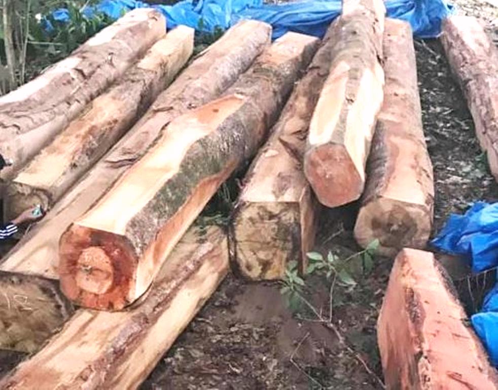 Kon Tum: Lâm tặc phủ lá cây che giấu bãi gỗ hơn 17m3 - Hình 1