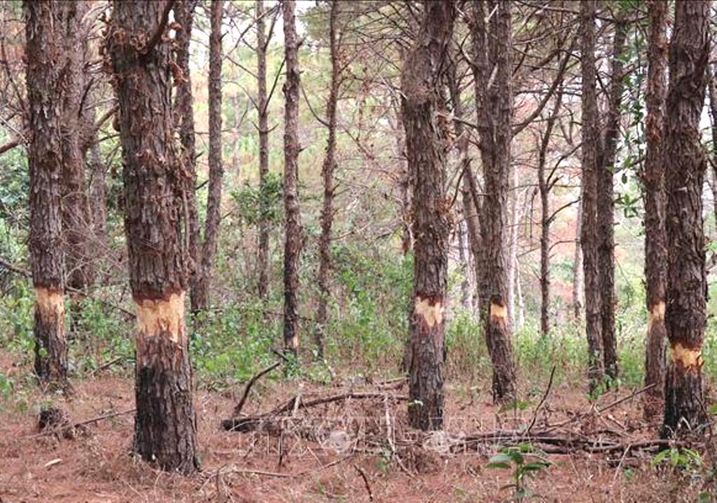 Gia Lai: Thanh tra toàn diện 3 công ty lâm nghiệp - Hình 1