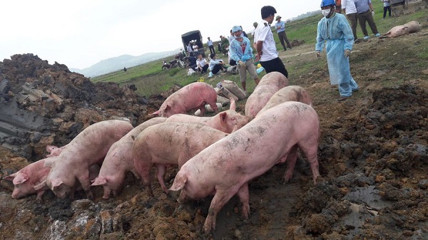 Hà Tĩnh: Tiêu hủy hơn 700 con lợn do mắc bệnh lở mồm long móng - Hình 1