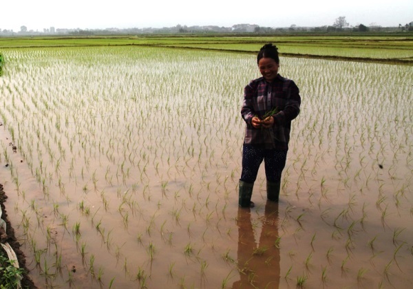 Vĩnh Tường (Vĩnh Phúc): Dồn thửa, đổi ruộng thành “cánh đồng mẫu lớn” - Hình 2