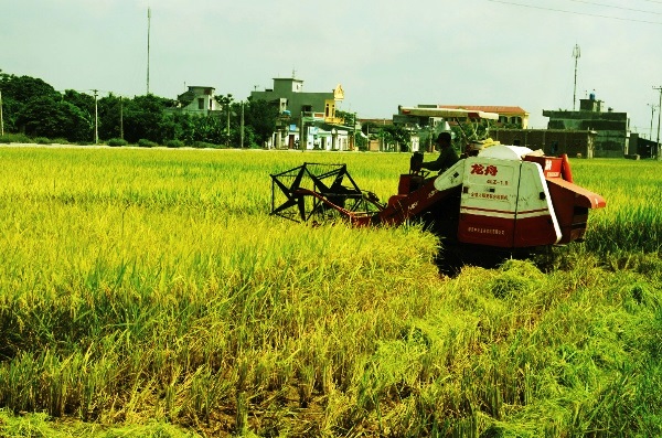 Vĩnh Tường (Vĩnh Phúc): Dồn thửa, đổi ruộng thành “cánh đồng mẫu lớn” - Hình 4