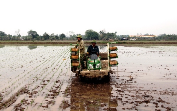 Vĩnh Tường (Vĩnh Phúc): Dồn thửa, đổi ruộng thành “cánh đồng mẫu lớn” - Hình 3