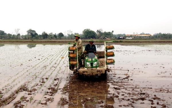 Vĩnh Tường (Vĩnh Phúc): Dồn thửa, đổi ruộng thành “cánh đồng mẫu lớn”