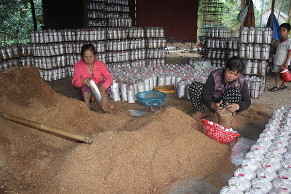 Nấm tươi tăng giá mạnh, dân vẫn dè dặt vào vụ mới - Hình 2