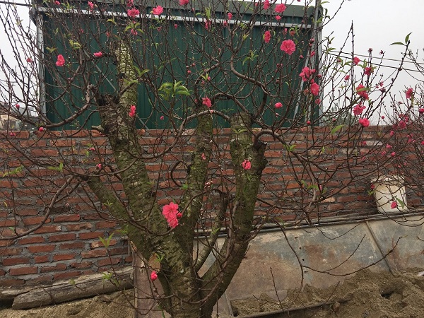 Kiếm bội thu từ dịch vụ cho thuê đào ngày Tết