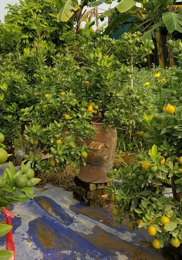 Thị trường phục vụ Tết Kỷ Hợi 2019: Đã bắt đầu nóng hơn