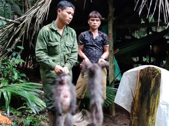 Nghệ An: Cần xử lý nghiêm nhóm thợ săn bắn chết hai cá thể Voọc xám quý hiếm