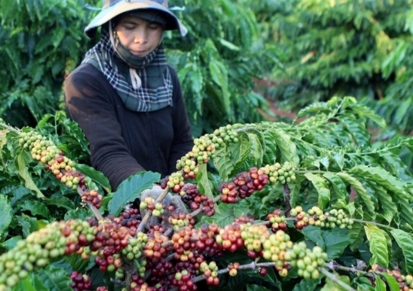Giá nông sản ngày 17/1/2019: Cà phê tăng, giá tiêu lặng sóng - Hình 1