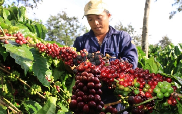 Giá nông sản ngày 18/1/2019: Giá cà phê, tiêu ‘bắt tay’ nhau cùng giảm - Hình 1