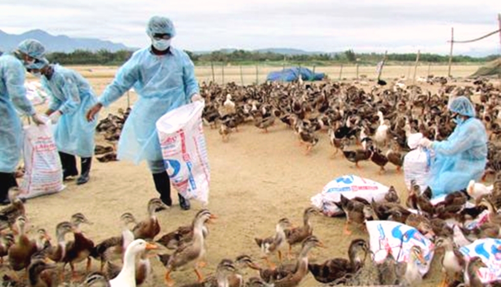 Kon Tum: Dịch cúm gia cầm và lở mồm long móng đang lây lan mạnh trên diện rộng