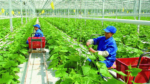 Hà Nội: Ban hành Danh mục sản phẩm nông nghiệp chủ lực cấp thành phố - Hình 1
