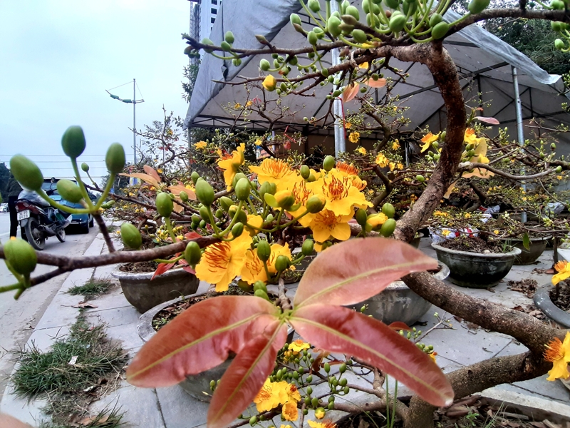 Sắc thắm Đào, Mai... rực rỡ giữa lòng thành phố Thanh Hóa