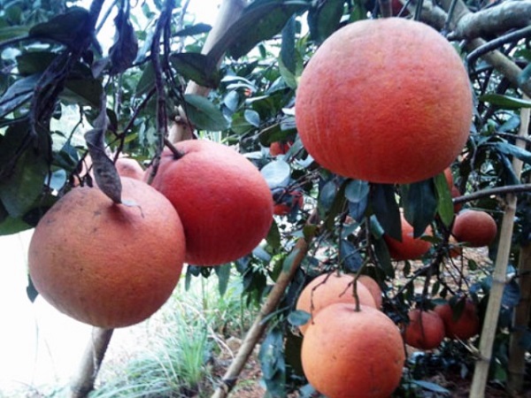 Phê duyệt kế hoạch phát triển sản xuất bưởi đỏ Tân Lạc đến năm 2020, định hướng đến năm 2025