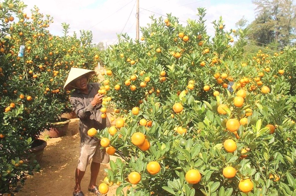 Hội An (Quảng Nam): Bội thu mùa quất Tết - Hình 1