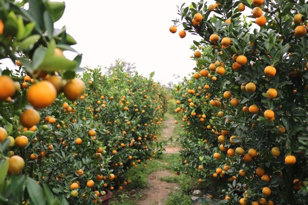 Hội An (Quảng Nam): Bội thu mùa quất Tết - Hình 2